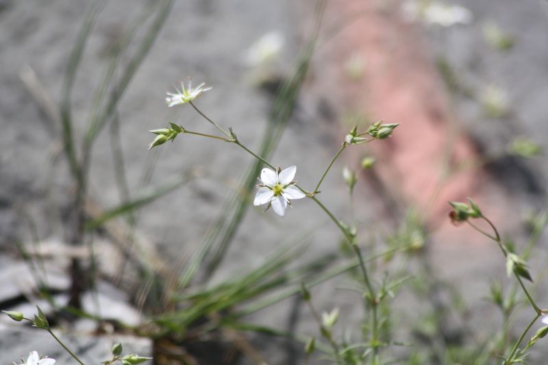 id nord grecia - Minuartia sp.